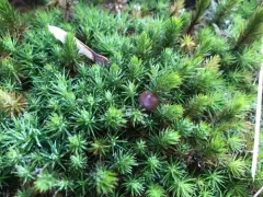 Psilocybe fuscofulva thumbnail 4