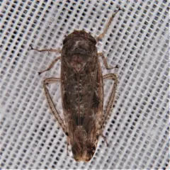 Allygidius atomarius thumbnail 3