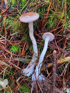 Cortinarius nettieae thumbnail 4