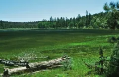 American pillwort thumbnail 4
