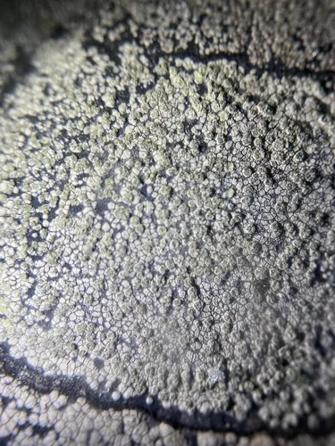 Bellemerea subsorediza