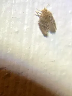 Trickling Filter Fly thumbnail 1