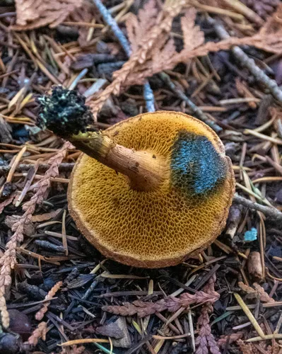 Chalciporus piperatoides