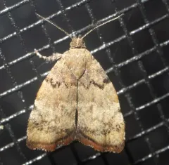 Apple Leaf Skeletonizer Moth thumbnail 4