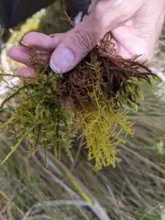 Varnished Hook-moss thumbnail 2