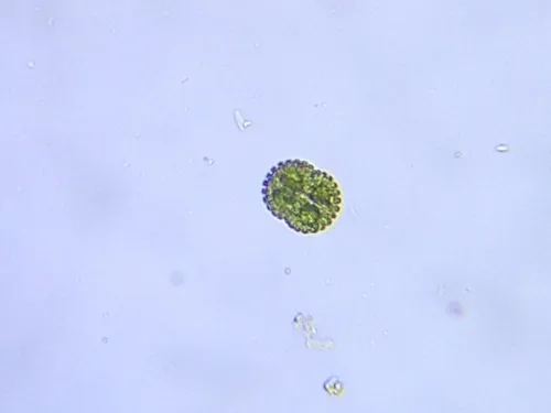 Cosmarium quadrifarium