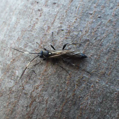 Orgichneumon calcatorius