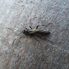 Orgichneumon calcatorius thumbnail 1