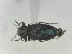 Chrysobothris rotundicollis thumbnail 1
