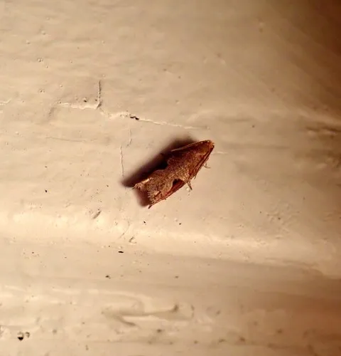 Virginia Pseudexentera Moth