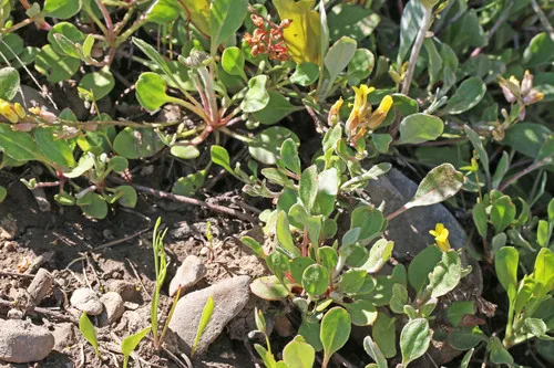 Manyhead Bladderpod