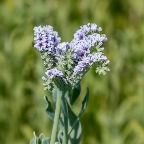 alkali heliotrope