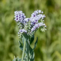 alkali heliotrope thumbnail 1
