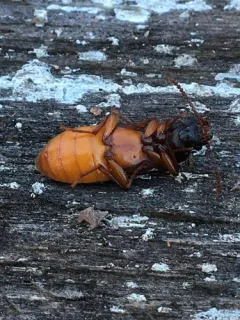 Pytho americanus thumbnail 3