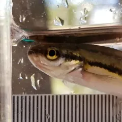 Northern Redbelly Dace thumbnail 2