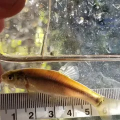 Fathead Minnow thumbnail 3