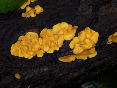 Calycina confluens thumbnail 3