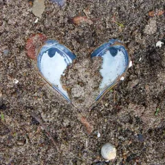Blue Mussel thumbnail 4