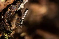 Tachypeza corticalis thumbnail 3