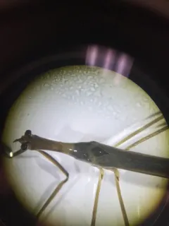 Ranatra nigra thumbnail 1