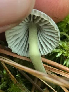 Mycena griseoviridis thumbnail 1