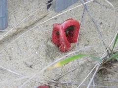 column stinkhorn thumbnail 3