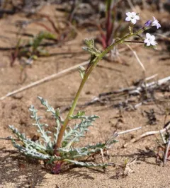 rosy gilia thumbnail 2