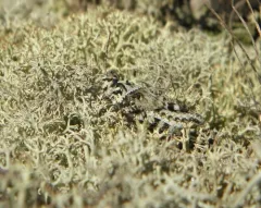 Marbled Grasshopper thumbnail 3