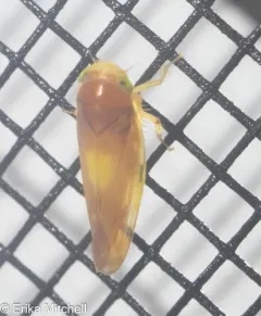 Colladonus setaceus thumbnail 3