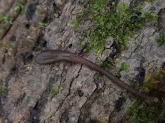 deceptive earthtongue thumbnail 3