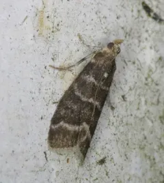 Striped Birch Pyralid Moth thumbnail 2
