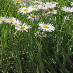 Caespitose Fleabane thumbnail 3
