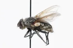 Pollenia labialis thumbnail 2