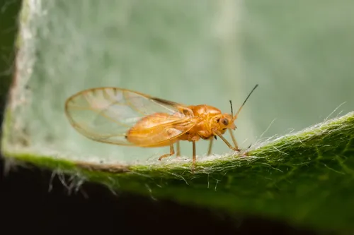 Bactericera salicivora