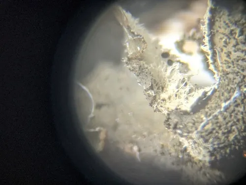 Hairy Jellyskin