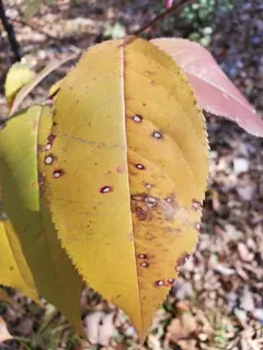 Blumeriella jaapii thumbnail 3