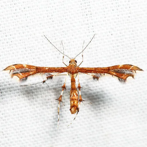 Busck's Plume Moth