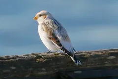 McKay's Bunting thumbnail 4