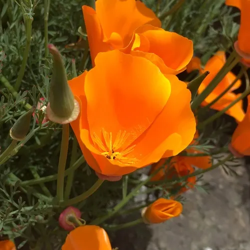 California poppy