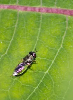 Odontomyia virgo thumbnail 1