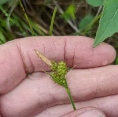 Torrey's Sedge thumbnail 2