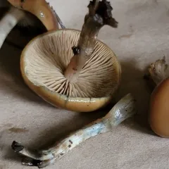Psychedelic Ovoid Mushroom thumbnail 1