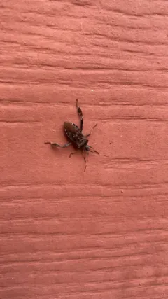 Leaf-footed Pine Seed Bug thumbnail 3