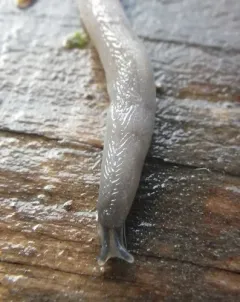 Worm Slug thumbnail 2