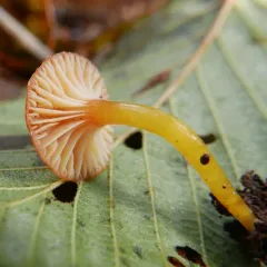 Hygrocybe parvula thumbnail 2
