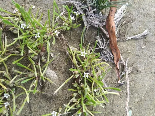 Owyhee mudwort