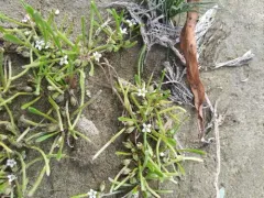 Owyhee mudwort thumbnail 1