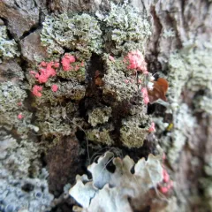 Illosporiopsis christiansenii thumbnail 4