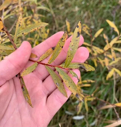 Purple Willow