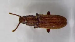 Merchant Grain Beetle thumbnail 2